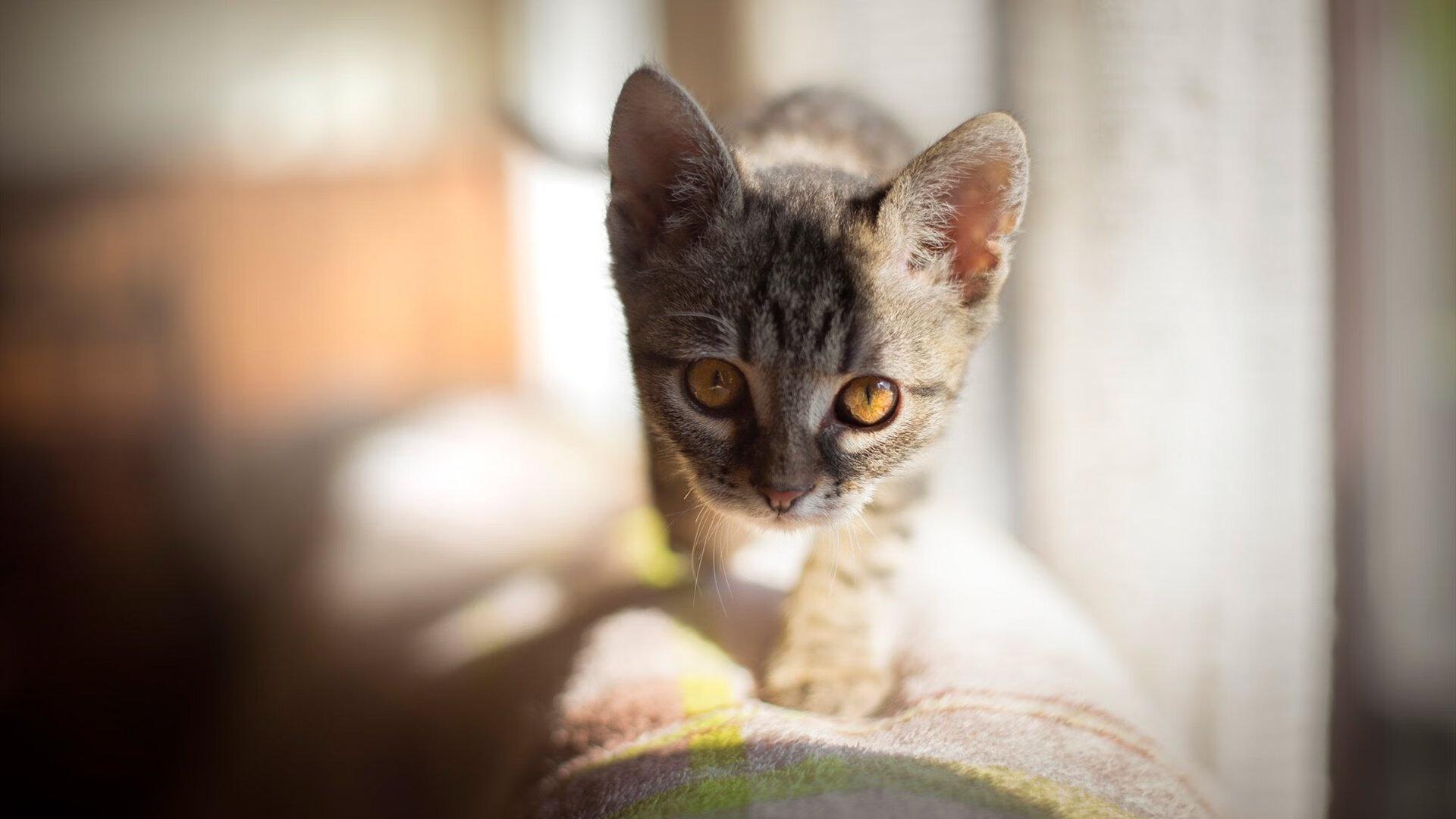 开云体育入口-跨洲烽火，从巴斯托尼的钢铁防线到厄瓜多尔的赤道雄心