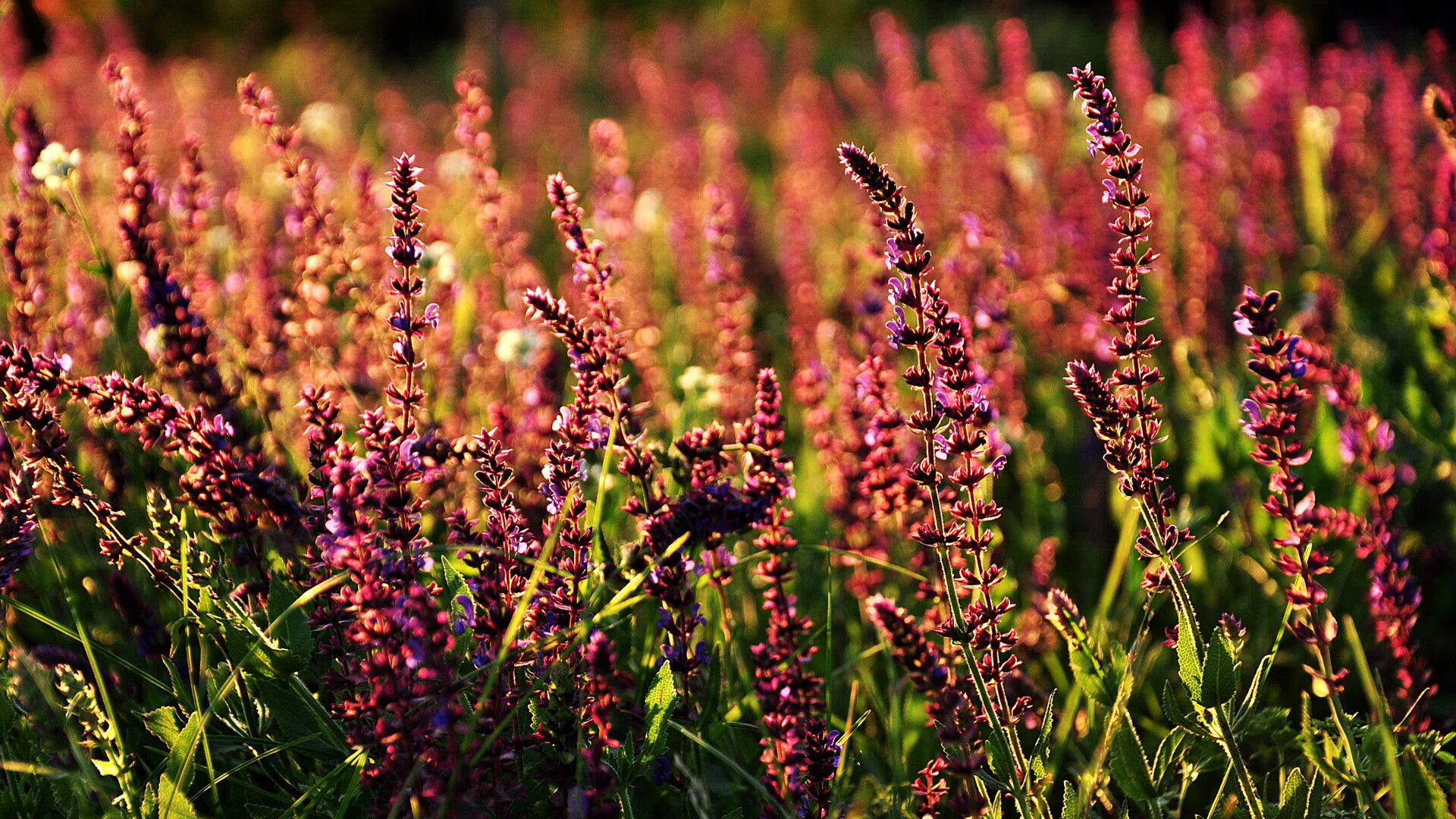 亚平宁风暴掀翻黄色潜水艇，莱奥梅开二度成为紫百合关键先生