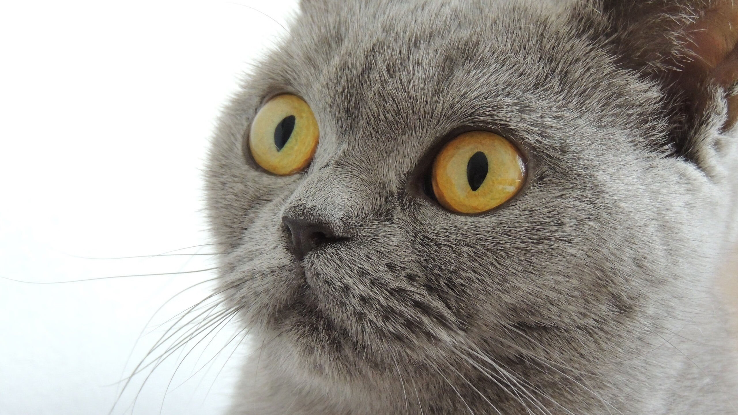 开云体育APP下载-帕尔默爆发！毕尔巴鄂鏖战加时！巴西人在看什么？