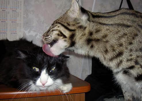 街道赛风云，美国车手连斩积分压制阿尔及利亚挑战者