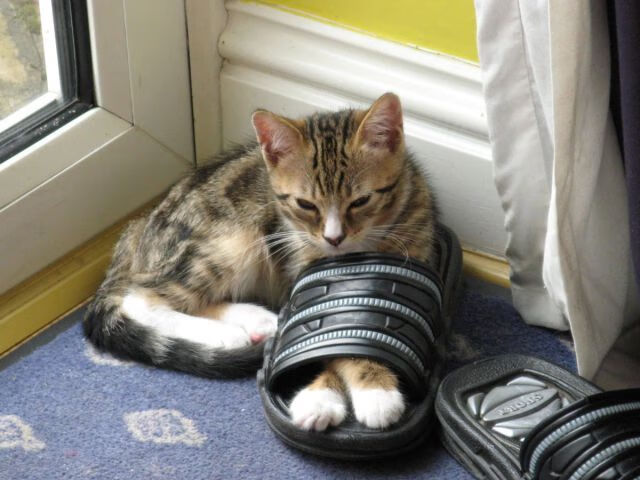 开云体育登录-巨兽血脉碾压东方海港，解析公牛如何以切特节奏完全绞杀上海队