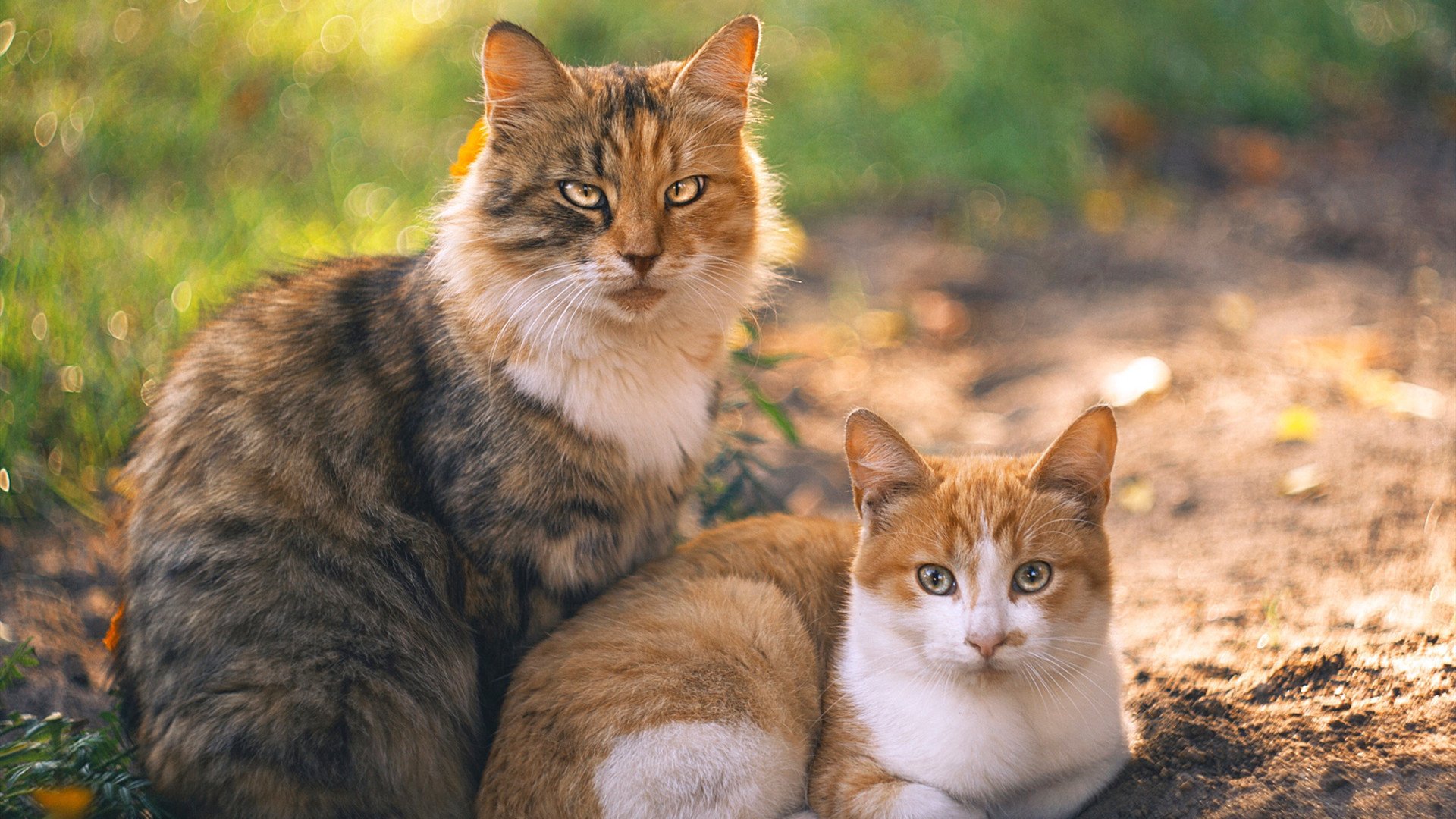 欧锦赛生死线，芬兰用五名射手编织的战术网，如何让波兰窒息？
