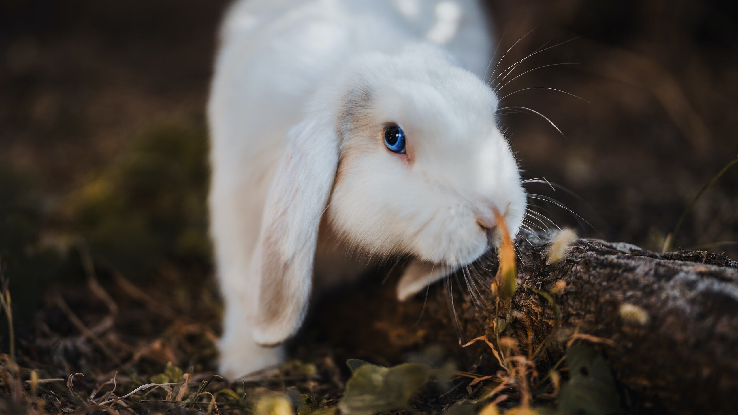 开云体育app-火箭血拼快船，锡安化身关键先生主宰天王山