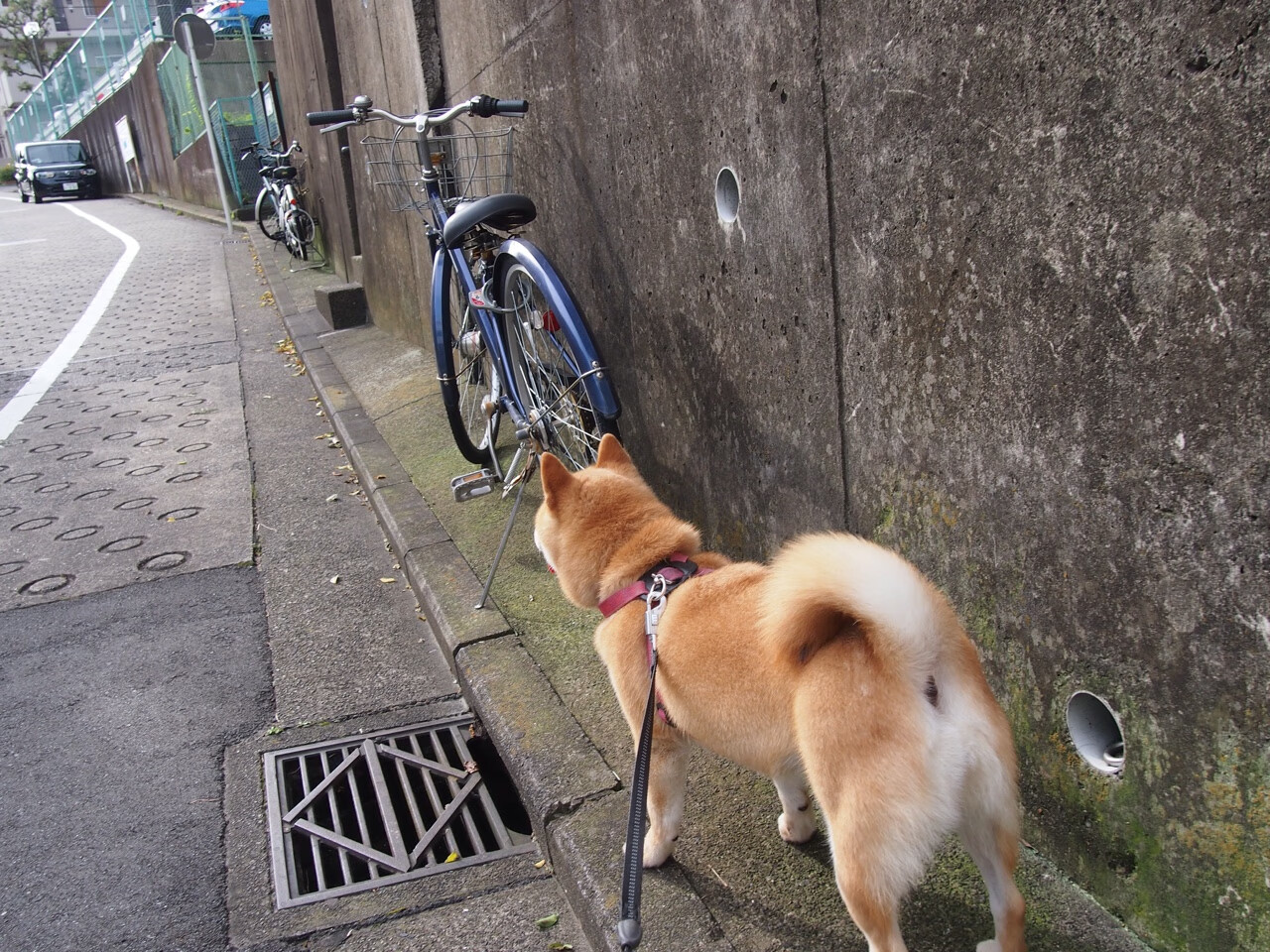 开云体育-全球焦点下的双重博弈,NBA总决赛的激情与沙特-奥地利封锁的暗流