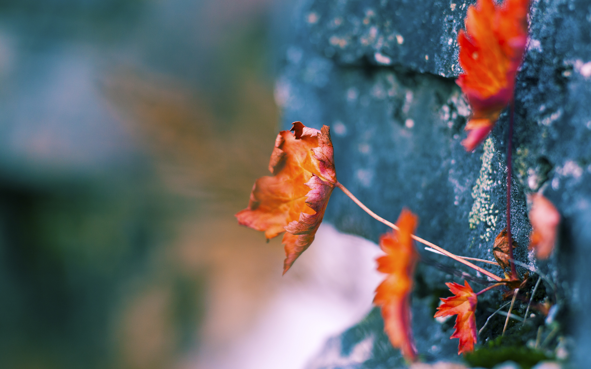 开云APP-存在感拉满，当欧冠铁蹄踏碎星空，约基奇在另一个赛场雕刻不朽