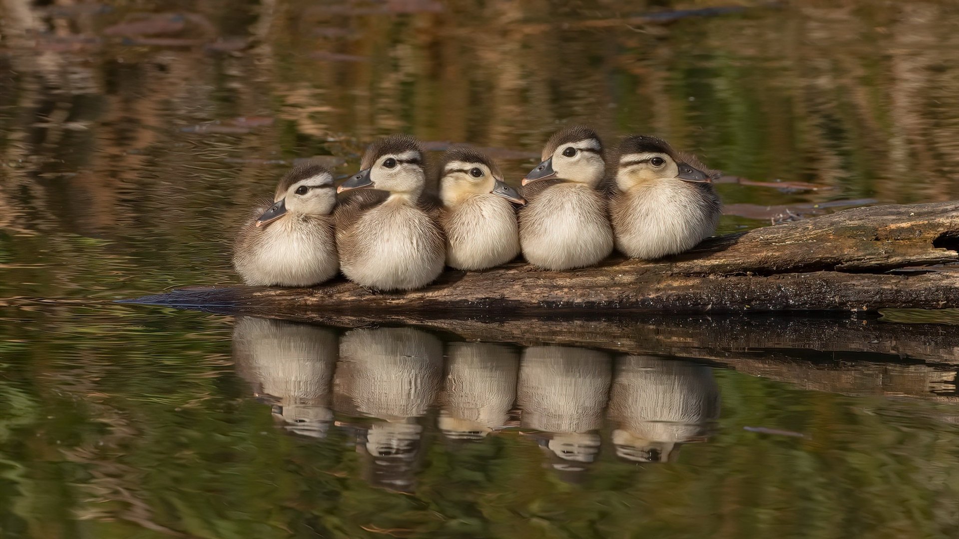 指尖翻转的星河,乔治季后赛之夜掌控全场