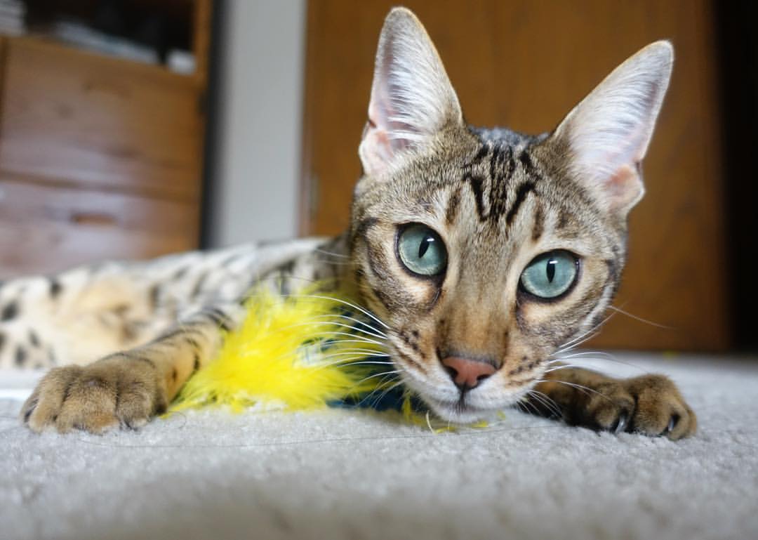 开云体育入口-体育风云，韩国足球完胜沙特，法比尼奥式掌控在F1争冠中闪耀