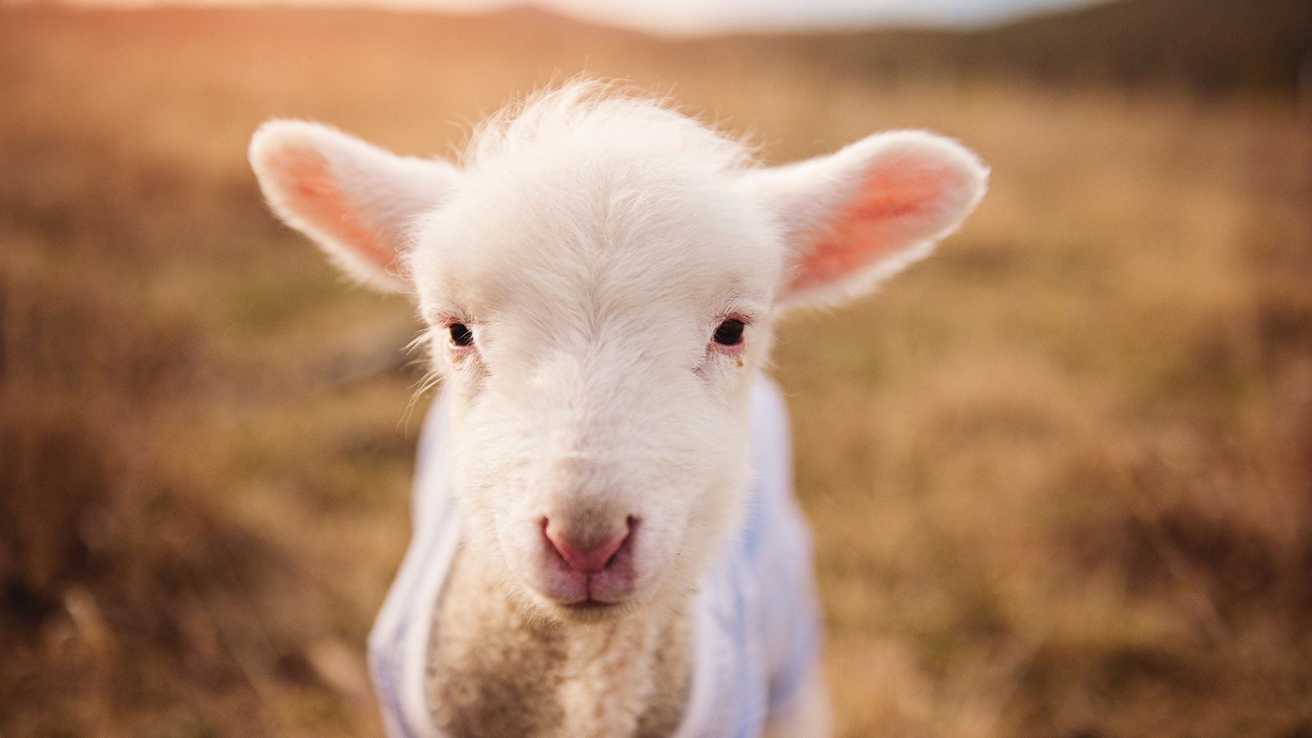 开云体育入口-门神统治之夜,库尔图瓦如何以五指山掌控意甲巅峰战